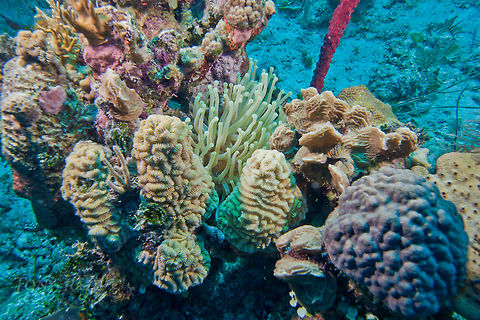 Shallow Patch Reef Shallow Patch Reef, South Water Caye Marine Reserve, Belize Belize,Dangriga,Diving,SCUBA,dive,underwater