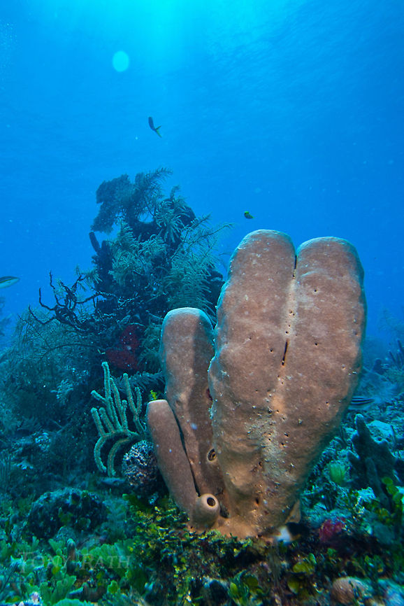 Brown Tube Sponge Brown Tube Sponge, South Water Caye Marine Reserve, Belize Agelas tubulata,Belize,Brown Tube Sponge,Dangriga,Diving,SCUBA,Sponge,dive,underwater