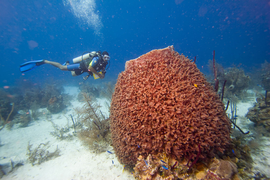 Giant Barrel Sponge Giant Barrel Sponge, South Water Caye Marine Reserve, Belize Belize,Dangriga,Diving,Giant Barrel Sponge,Giant barrel sponge,SCUBA,Sponge,Xestospongia muta,dive,underwater