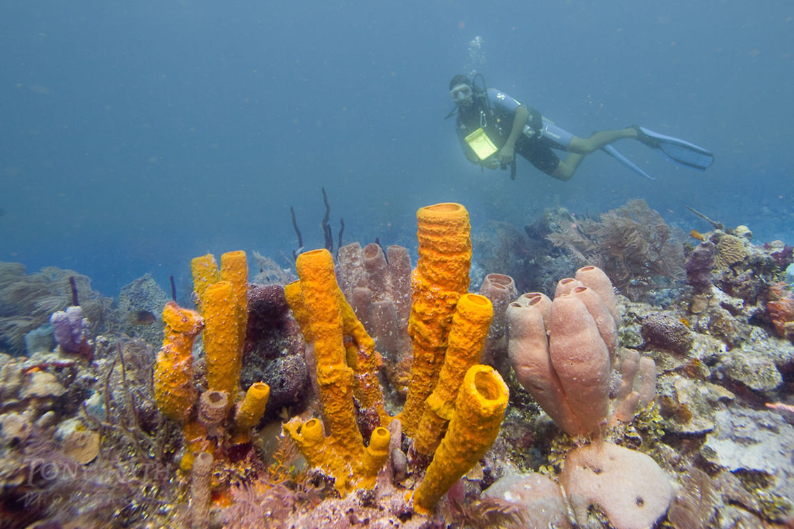 Yellow Tube Sponge Yellow Tube Sponge, South Water Caye Marine Reserve, Belize Aplysina fistularis,Belize,Dangriga,Diving,SCUBA,Sponge,Yellow Tube Sponge,dive,underwater