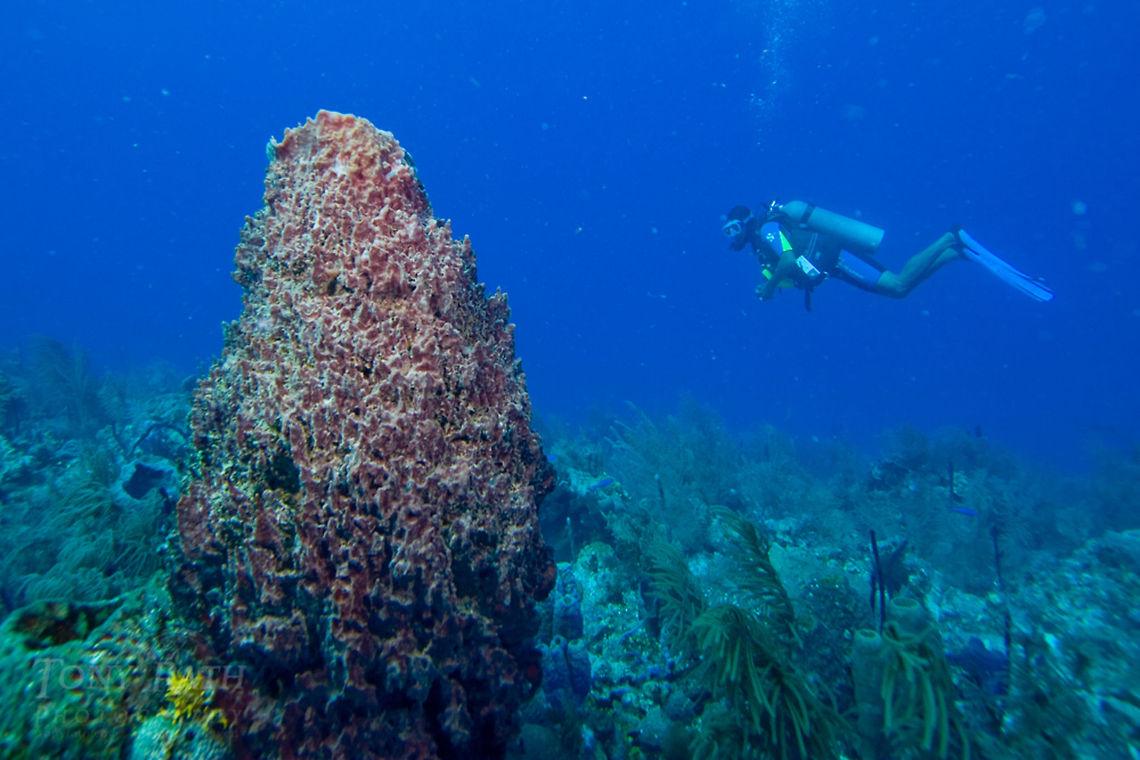 Giant Barrel Sponge Giant Barrel Sponge, South Water Caye Marine Reserve, Belize Belize,Dangriga,Diving,Giant Barrel Sponge,Giant barrel sponge,SCUBA,Xestospongia muta,dive,sponge,underwater