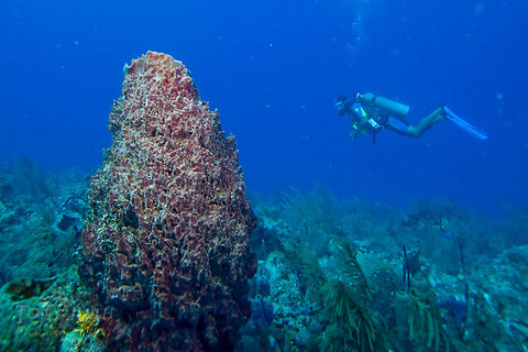 Giant Barrel Sponge Giant Barrel Sponge, South Water Caye Marine Reserve, Belize Belize,Dangriga,Diving,Giant Barrel Sponge,Giant barrel sponge,SCUBA,Xestospongia muta,dive,sponge,underwater