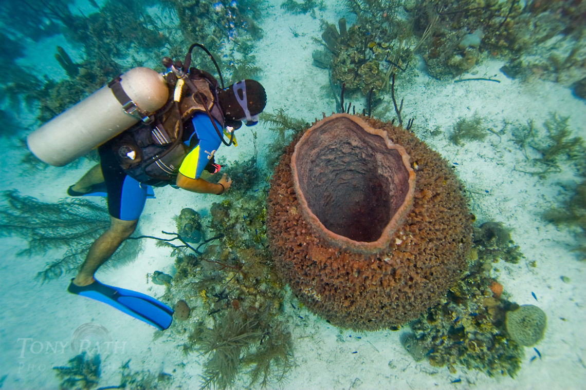 Giant Barrel Sponge Giant Barrel Sponge, South Water Caye Marine Reserve, Belize Belize,Dangriga,Diving,Giant Barrel Sponge,Giant barrel sponge,SCUBA,Sponge,Xestospongia muta,dive,underwater