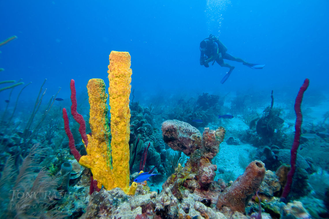 Yellow Tube Sponge Yellow Tube Sponge, South Water Caye Marine Reserve, Belize Aplysina fistularis,Belize,Dangriga,Diving,SCUBA,Sponge,Yellow Tube Sponge,dive,underwater