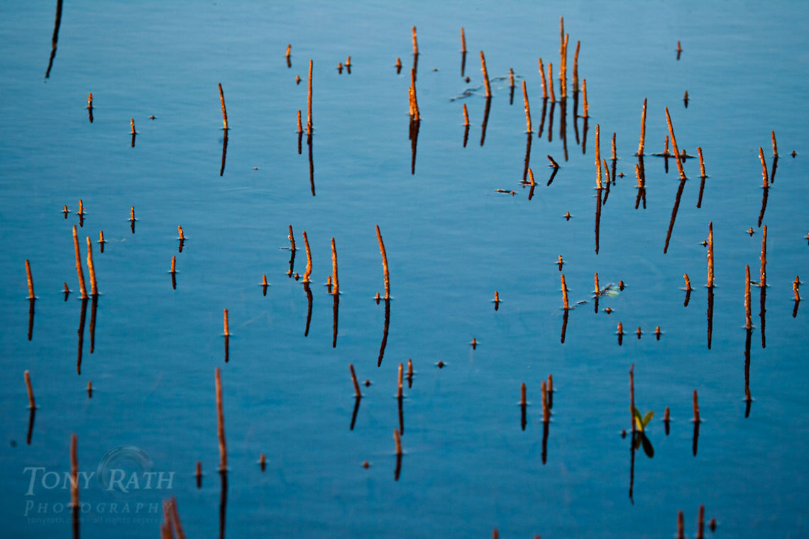 Black Mangrove Roots Black Mangrove Roots Belize,Dangriga,Mangrove