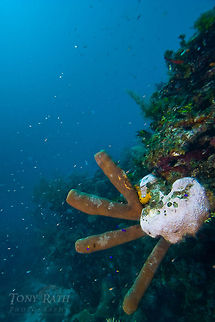 Stove Pipe Sponge Stove Pipe Sponge, South Water Caye Marne Reserve, Belize Aplysina archeri,Belize,Dangriga,Sponge,Stove Pipe Sponge