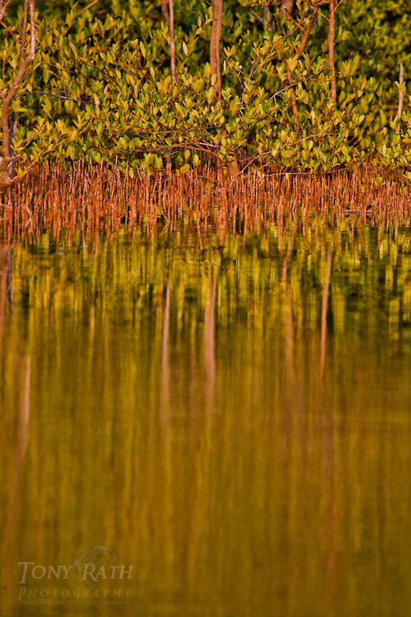 Black Mangrove Black Mangrove Belize,Dangriga,Mangrove