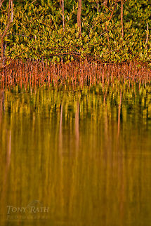 Black Mangrove Black Mangrove Belize,Dangriga,Mangrove