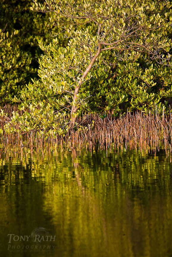 Black Mangrove Black Mangrove Belize,Dangriga,Mangrove