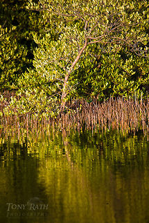 Black Mangrove Black Mangrove Belize,Dangriga,Mangrove