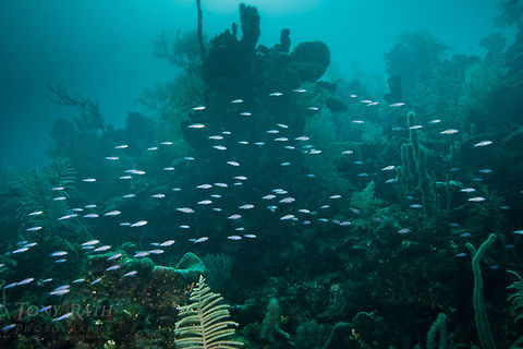 Creole Wrasse School Creole Wrasse School, South Water Caye Marne Reserve, Belize Belize,Clepticus parrae,Creole Wrasse,Dangriga,Fish