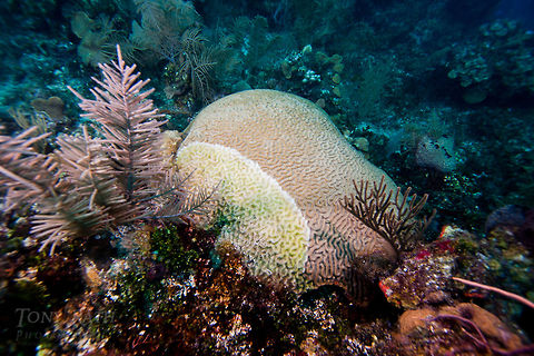 Brain Coral and Disease Brain coral with disease Belize,Dangriga,Favia fragum,brain coral,coral