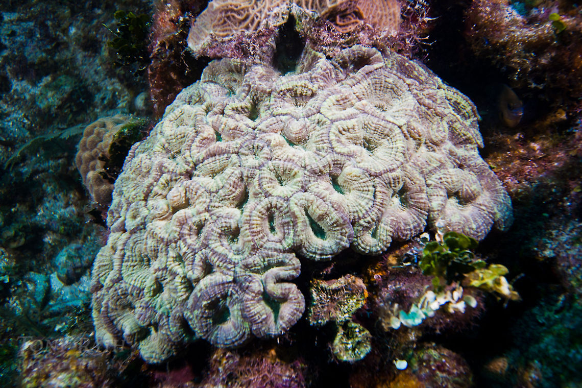 Flower Coral Spiny Flower Coral, South Water Caye Marne Reserve, Belize Belize,Dangriga