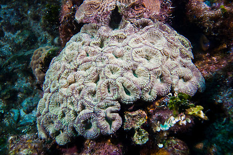 Flower Coral Spiny Flower Coral, South Water Caye Marne Reserve, Belize Belize,Dangriga