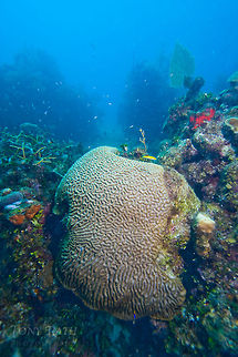 Brain Coral Brain Coral, South Water Caye Marne Reserve, Belize Belize,Dangriga