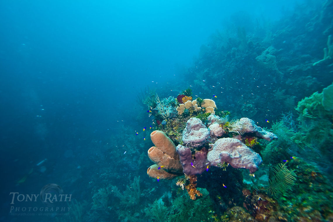 Shallow Patch Reef Shallow patch reef, South Water Caye Marne Reserve, Belize Belize,Dangriga