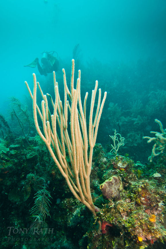 Soft Coral Soft Coral, South Water Caye Marine Reserve, Belize Belize,Dangriga,Soft coral