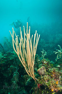 Soft Coral Soft Coral, South Water Caye Marine Reserve, Belize Belize,Dangriga,Soft coral