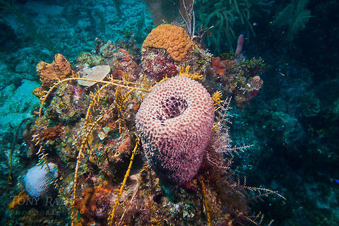 Black Ball Sponge Black ball Sponge, South Water Caye Marine Reserve, Belize Belize,Black Ball Sponge,Dangriga,Ircinia strobilina,Sponge