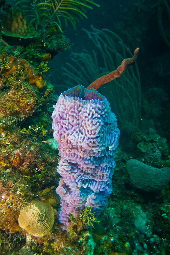 Azure Vase Sponge Azure Vase Sponge, South Water Caye Marine Reserve, Belize Azure Vase Sponge,Belize,Callyspongia vaginalis,Dangriga,Sponge