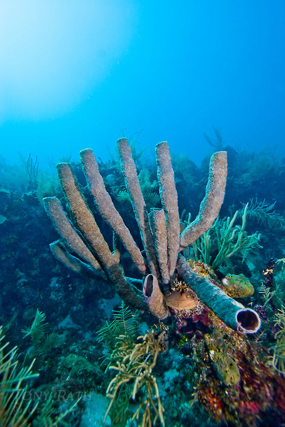 Branching Vase Sponge Branching vase sponge, South Water Caye Marine Reserve, Belize Belize,Branching vase sponge,Callyspongia vaginalis,Dangriga,Sponge