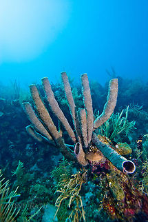 Branching Vase Sponge Branching vase sponge, South Water Caye Marine Reserve, Belize Belize,Branching vase sponge,Callyspongia vaginalis,Dangriga,Sponge