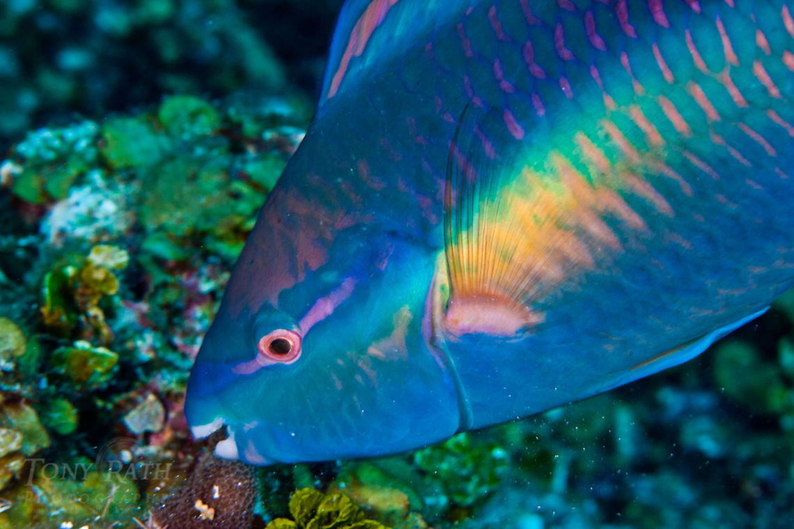 Striped Parrotfish Striped Parrotfish, South Water Caye Marine Reserve, Belize Belize,Dangriga,Fish,ParrotFish,Princess parrotfish,Scarus iserti,Scarus taeniopterus,Striped Parrotfish