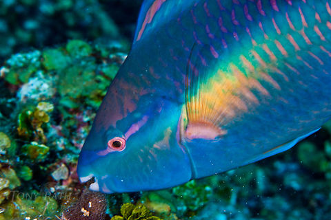 Striped Parrotfish Striped Parrotfish, South Water Caye Marine Reserve, Belize Belize,Dangriga,Fish,ParrotFish,Princess parrotfish,Scarus iserti,Scarus taeniopterus,Striped Parrotfish