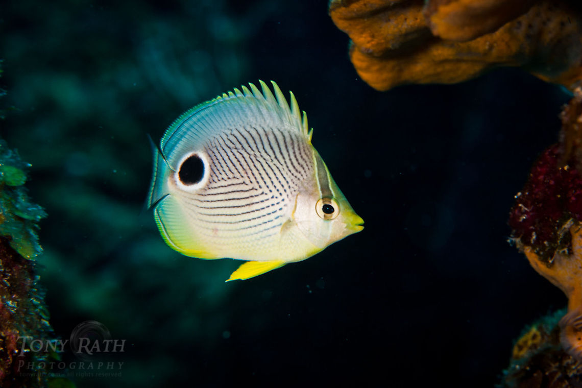 Four-eye Butterflyfish Four-eye Butterflyfish, South Water Caye Marine Reserve, Belize Belize,Dangriga,Fish,Four-eye Butterflyfish