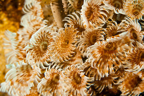 Brown-banded Social Featherduster Brown-banded Social Featherduster, South Water Caye Marine Reserve, Belize Belize,Bispira brunnea,Brown-banded Social Featherduster,Dangriga