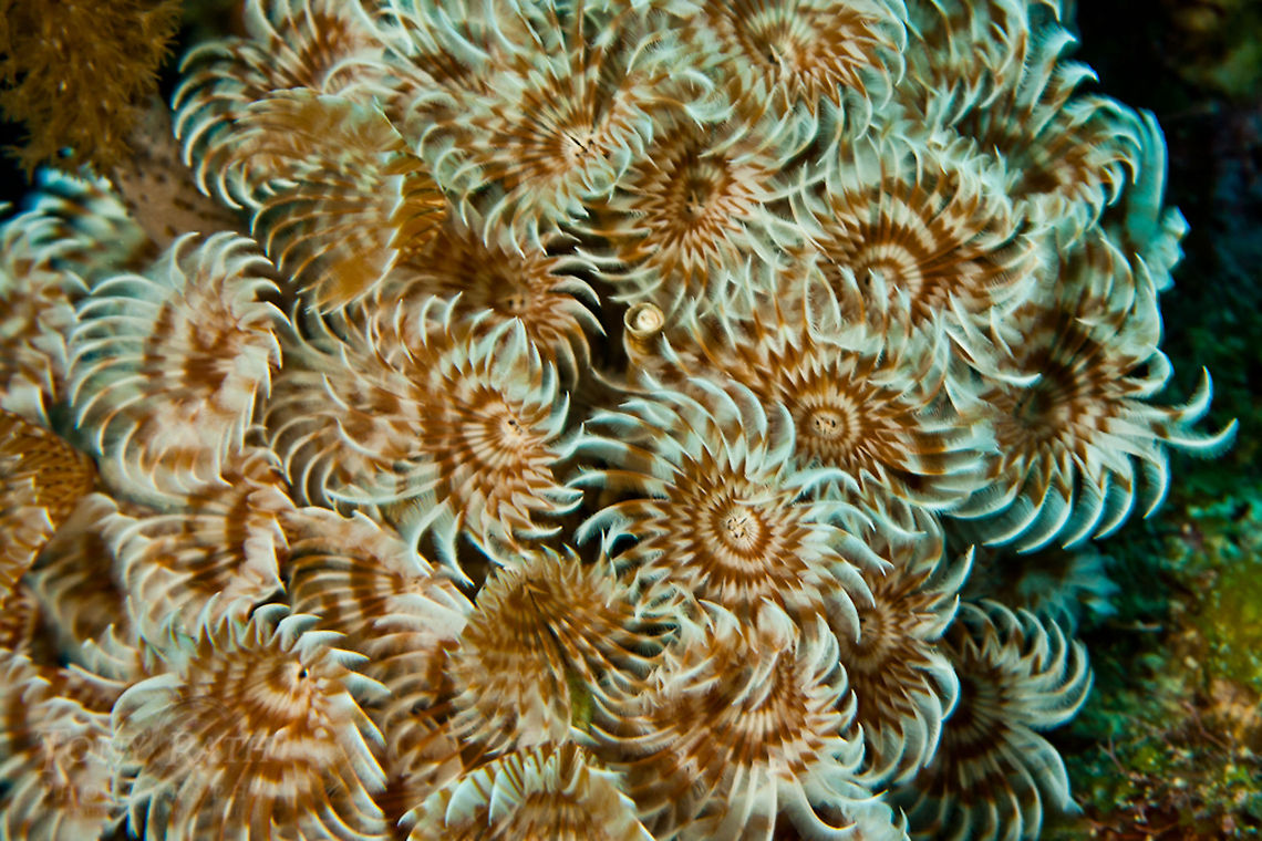 Brown-banded Social Featherduster Brown-banded Social Featherduster, South Water Caye Marine Reserve, Belize Belize,Bispira brunnea,Brown-banded Social Featherduster,Dangriga