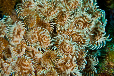 Brown-banded Social Featherduster Brown-banded Social Featherduster, South Water Caye Marine Reserve, Belize Belize,Bispira brunnea,Brown-banded Social Featherduster,Dangriga