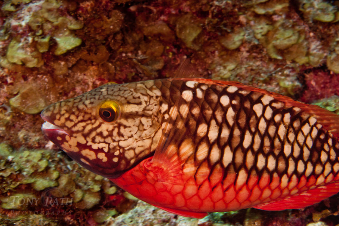 Stoplight Parrotfish Stoplight Parrotfish, South Water Caye Marine Reserve, Belize Belize,Dangriga,ParrotFish,Sparisoma viride,Stoplight Parrotfish,Stoplight parrotfish