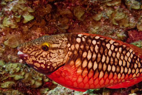 Stoplight Parrotfish Stoplight Parrotfish, South Water Caye Marine Reserve, Belize Belize,Dangriga,ParrotFish,Sparisoma viride,Stoplight Parrotfish,Stoplight parrotfish