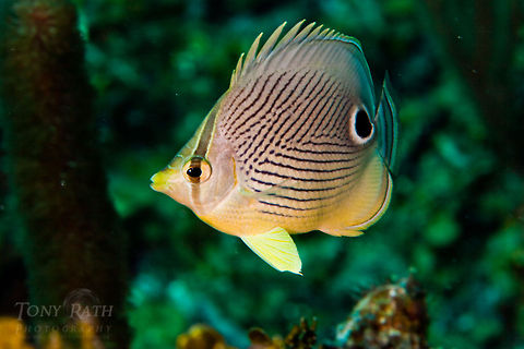 Four-eye Butterflyfish Four-eye Butterflyfish, South Water Caye Marine Reserve, Belize Belize,Dangriga,Four-eye Butterflyfish