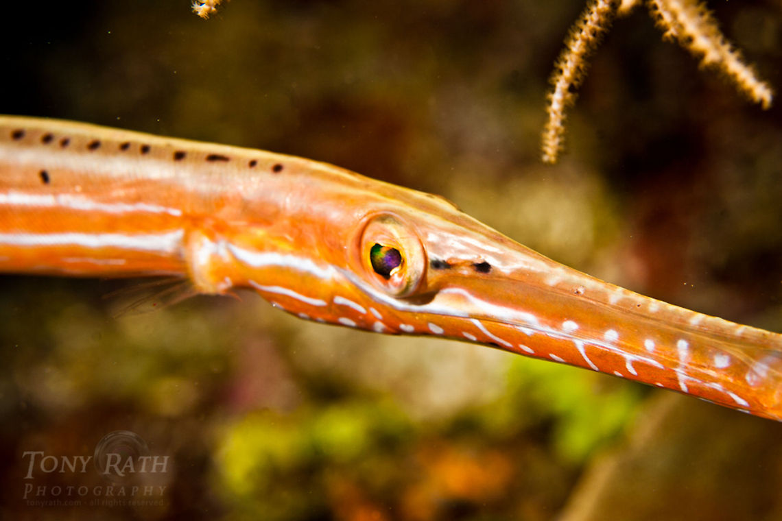 Trumpetfish Trumpetfish, South Water Caye Marine Reserve, Belize Aulostomus maculatus,Belize,Dangriga,Fish,Trumpetfish