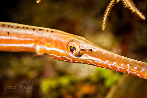 Trumpetfish Trumpetfish, South Water Caye Marine Reserve, Belize Aulostomus maculatus,Belize,Dangriga,Fish,Trumpetfish