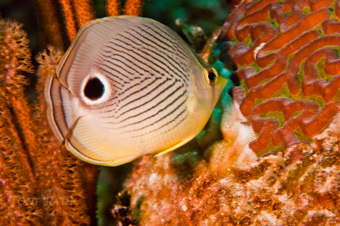 Four-eye Butterflyfish Four-eye Butterflyfish, South Water Caye Marine Reserve, Belize Belize,Dangriga,Fish,Four-eye Butterflyfish