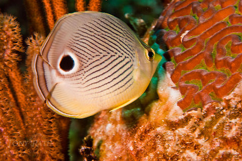 Four-eye Butterflyfish Four-eye Butterflyfish, South Water Caye Marine Reserve, Belize Belize,Dangriga,Fish,Four-eye Butterflyfish