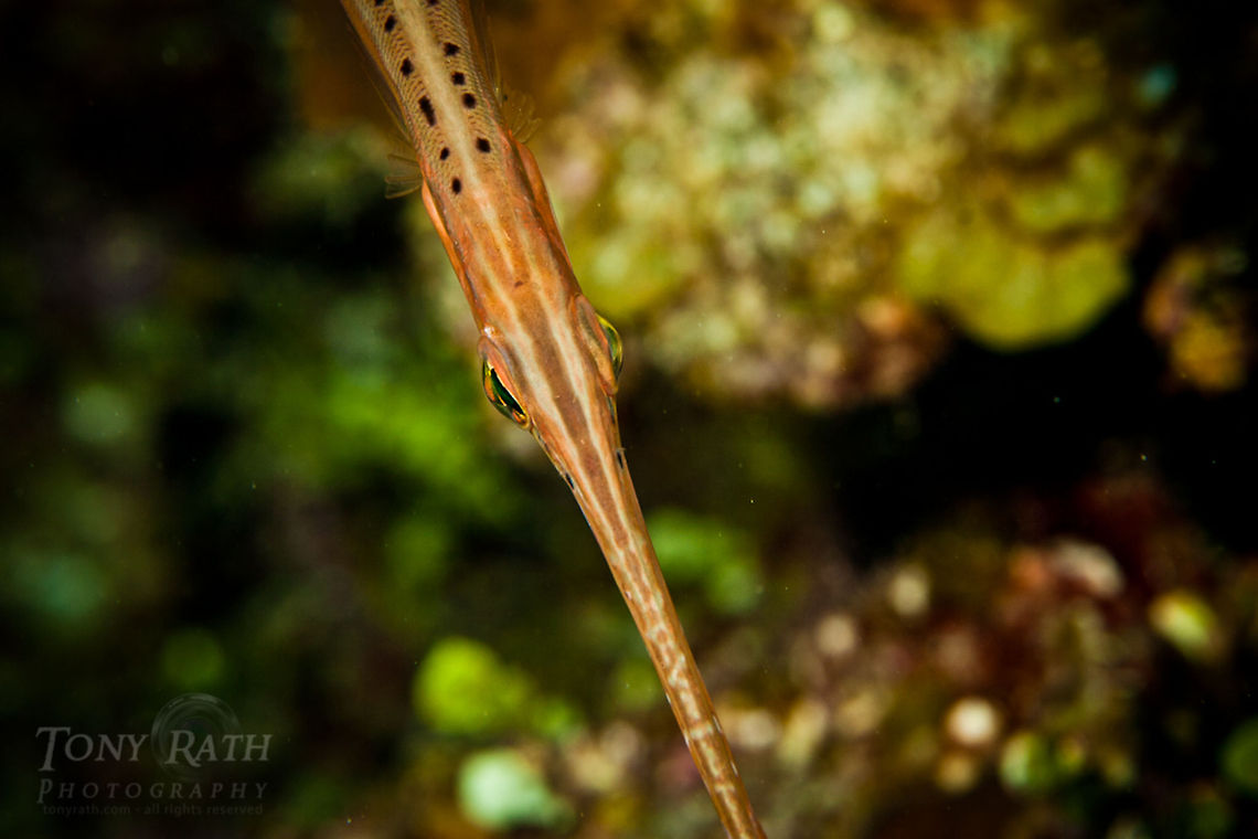 Trumpetfish Trumpetfish, South Water Caye Marine Reserve, Belize Aulostomus maculatus,Belize,Dangriga,Fish,Trumpetfish