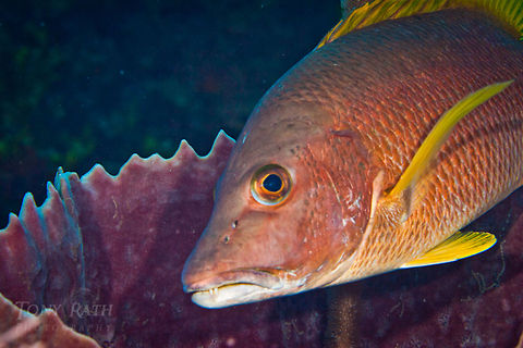 Snapper Snapper, South Water Caye Marine Reserve, Belize Belize,Dangriga,Fish,Snapper