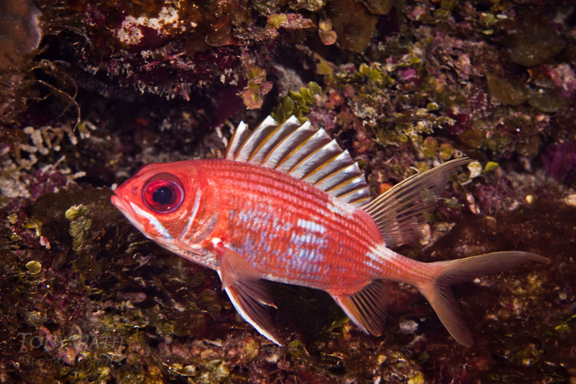 Squirrelfish Squirrelfish, South Water Caye Marine Reserve, Belize Belize,Dangriga,Fish,Sargocentron diadema,Squirrelfish