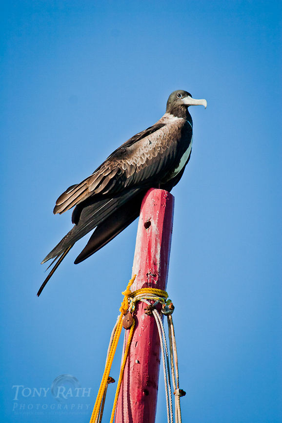 Magnificent Frigate Bird Magnificent Frigate Bird, Dangriga, Belize Belize,Birds,Dangriga,Fregata magnificens,Magnificent Frigatebird