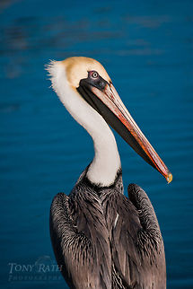 Brown Pelican Brown Pelican, Dangriga, Belize Belize,Birds,Brown Pelicans,Dangriga,Pelican