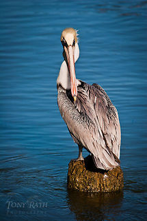 Brown Pelican Brown Pelican, Dangriga, Belize Belize,Brown Pelicans,Dangriga,Pelican,birds