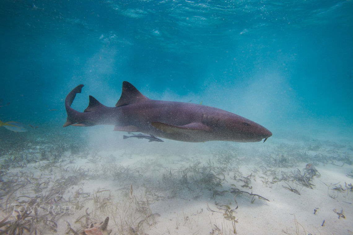 Nurse Shark  Belize,Geotagged,Ginglymostoma cirratum,Nurse shark,Oceana