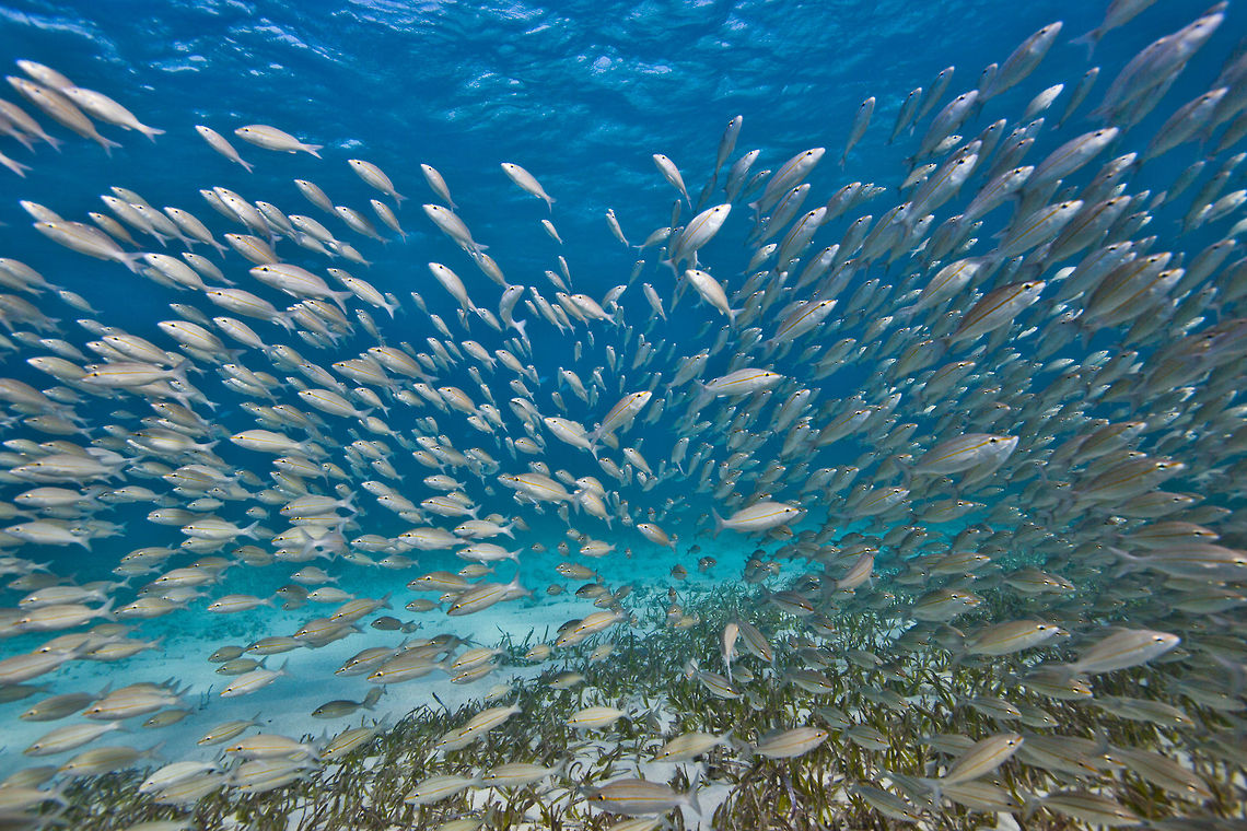 School of Striped Grunts (Haemulon striatum)  Belize,Haemulon striatum,San Pedro,Striped Grunt,Striped grunt,ambergris caye,underwater