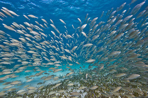 School of Striped Grunts (Haemulon striatum)  Belize,Haemulon striatum,San Pedro,Striped Grunt,Striped grunt,ambergris caye,underwater