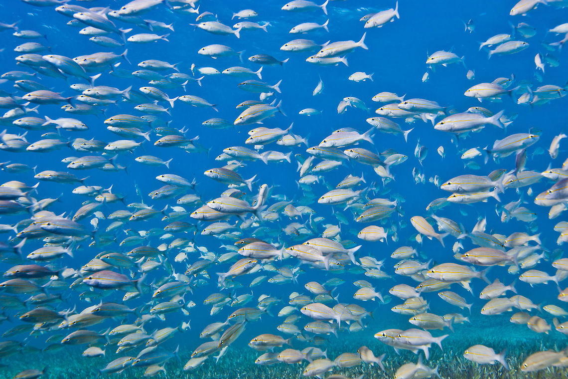 School of Striped Grunts (Haemulon striatum)  Belize,Haemulon striatum,San Pedro,Striped Grunt,Striped grunt,ambergris caye,underwater