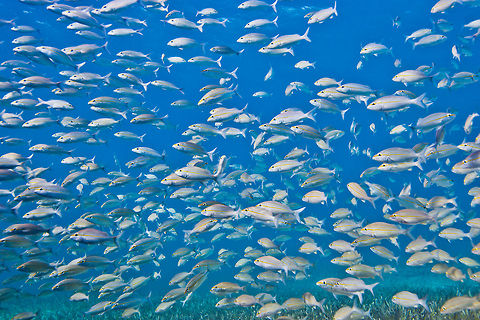 School of Striped Grunts (Haemulon striatum)  Belize,Haemulon striatum,San Pedro,Striped Grunt,Striped grunt,ambergris caye,underwater